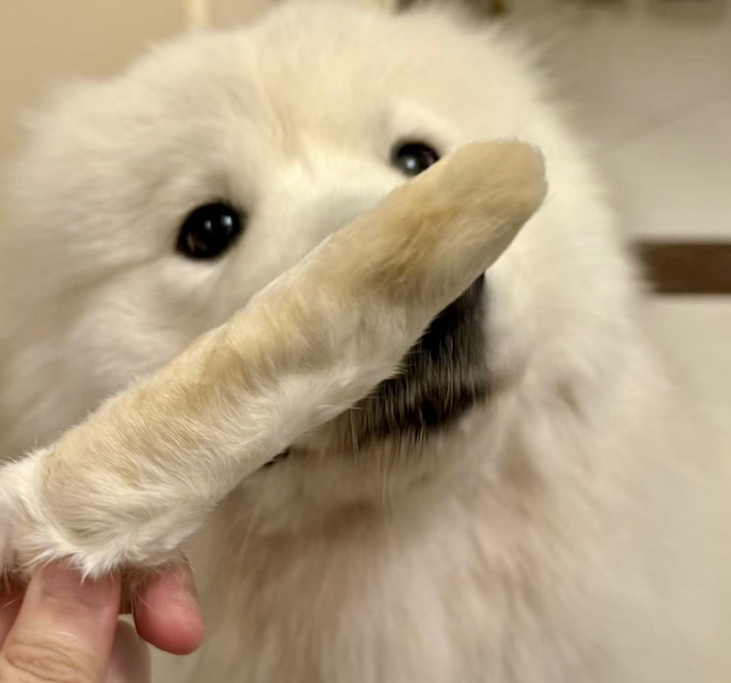 Golden Nibbles 带毛兔脚