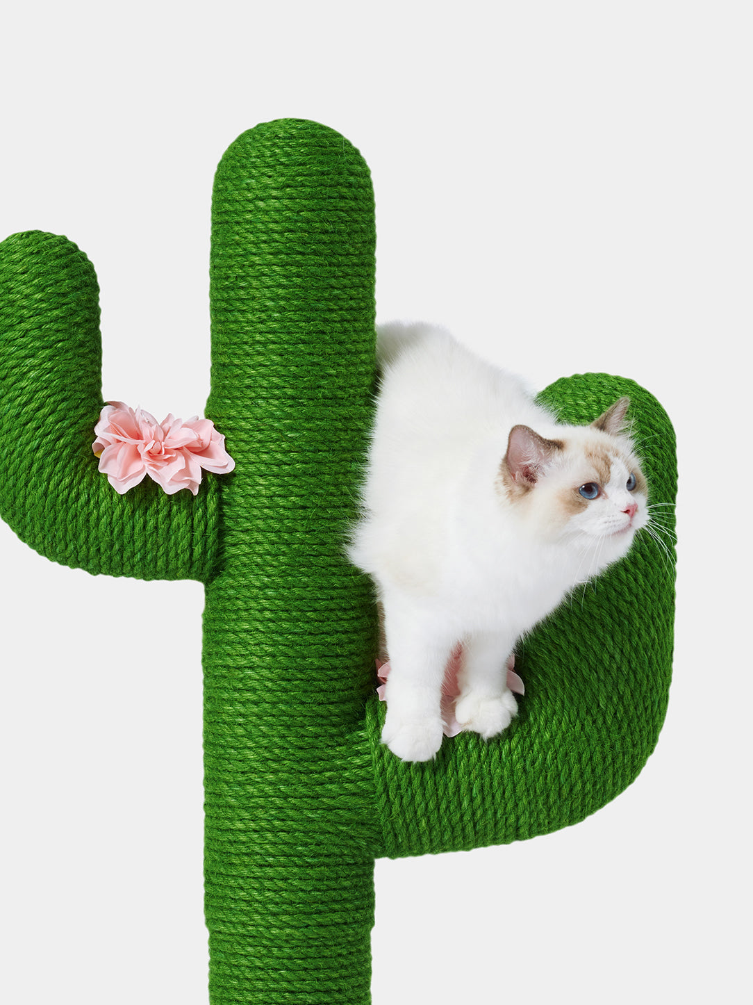 未卡猫树
