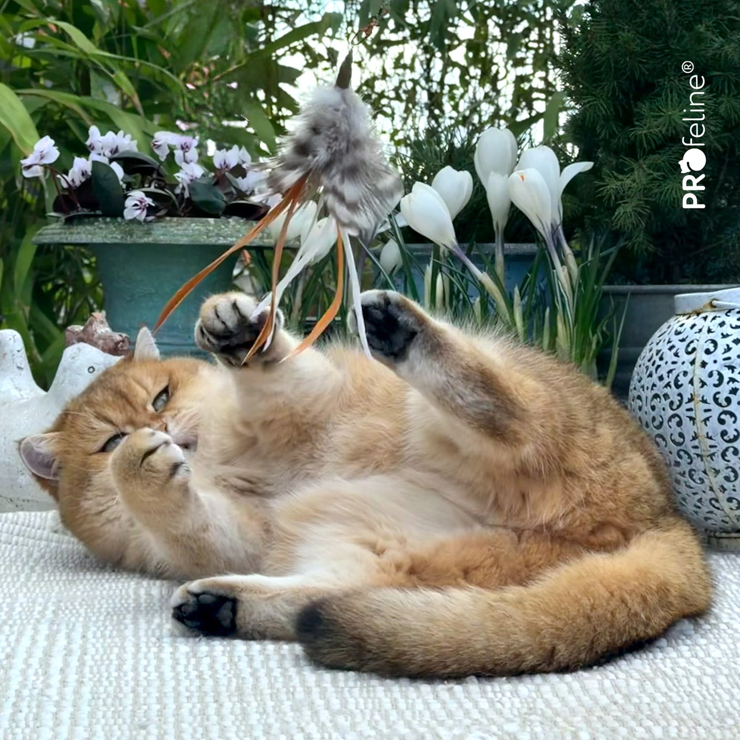 PROfeline-Tickle Charms Refill II（双款玩法逗猫棒配件）